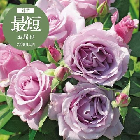 木立・大型のバラ120～180cm ｜バラと庭あそび京阪園芸公式ショップ 通販