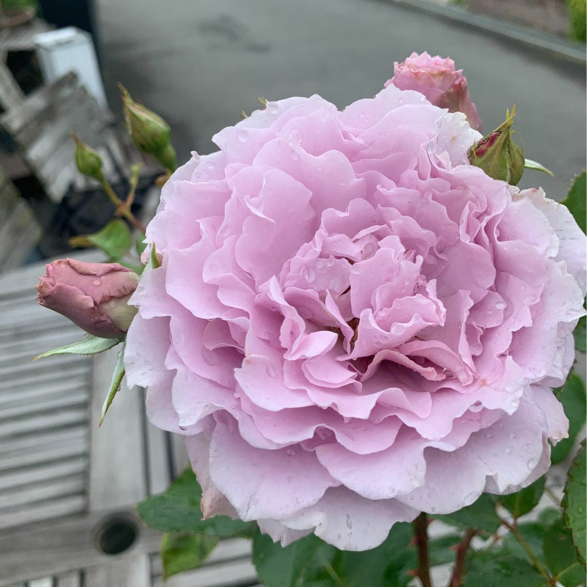 リベルラ]秋苗｜バラと庭あそび京阪園芸公式ショップ