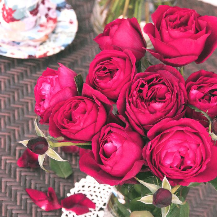 落ち着いた印象のある黒赤色をしたはいからというバラの画像