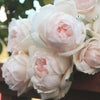 ごく淡いピンク色をした華宵（かしょう）というバラの画像