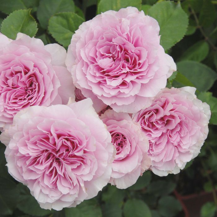 落ち着いた愛らしいピンク色をした風謝(ふうしゃ）というバラの画像