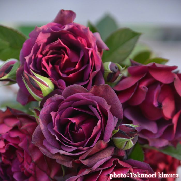 深い闇のような紫を帯びた黒赤色をしたライラというバラの画像