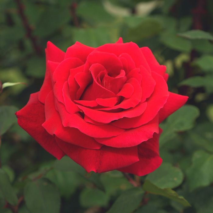 濃赤色をしたミスターリンカーンというバラの画像