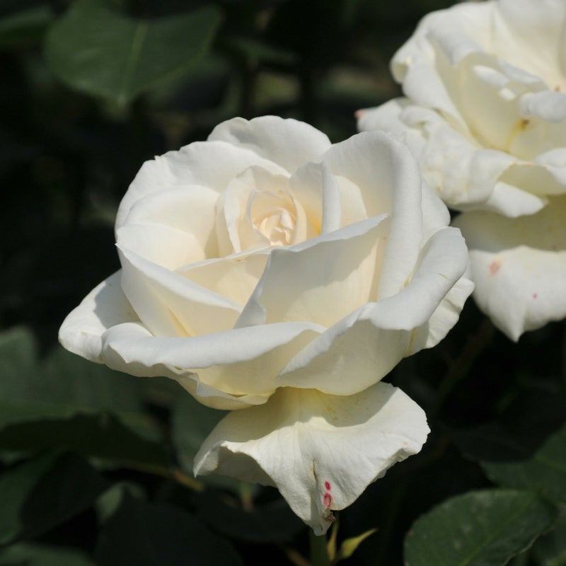 ほんのりとアイボリー色がかる白色をしたホワイトクリスマスというバラの画像