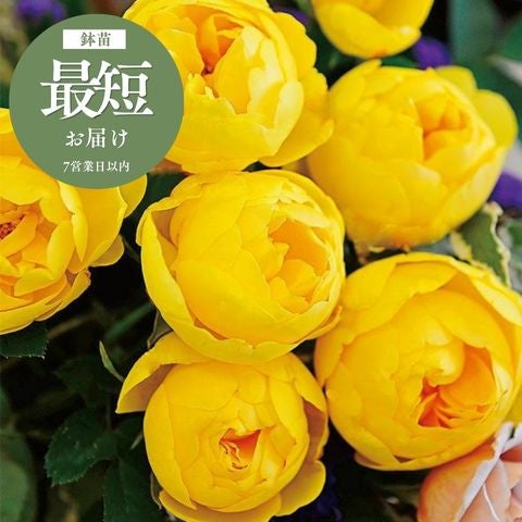 大和バラシリーズ ｜バラと庭あそび京阪園芸公式ショップ 通販