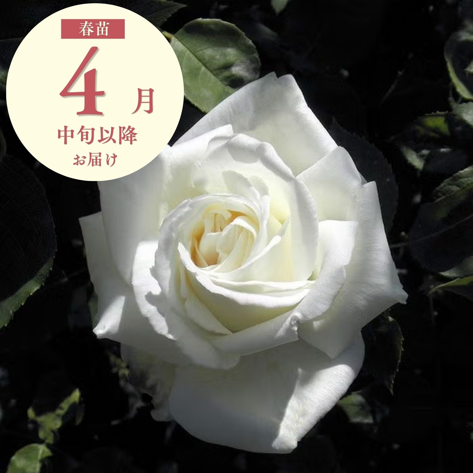 白川(しらかわ)]春苗｜バラと庭あそび京阪園芸公式ショップ