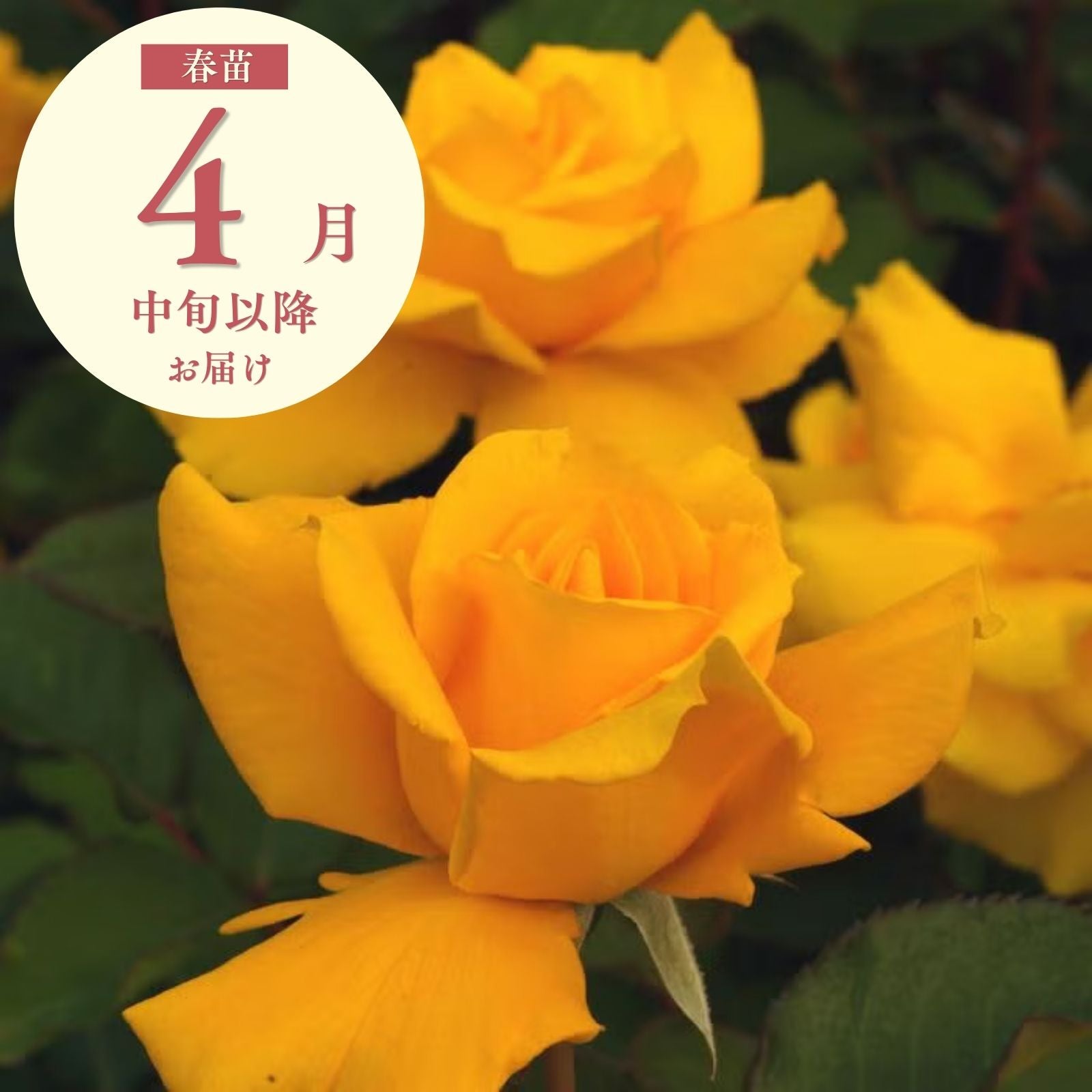 ヘンリーフォンダ]春苗｜バラと庭あそび京阪園芸公式ショップ