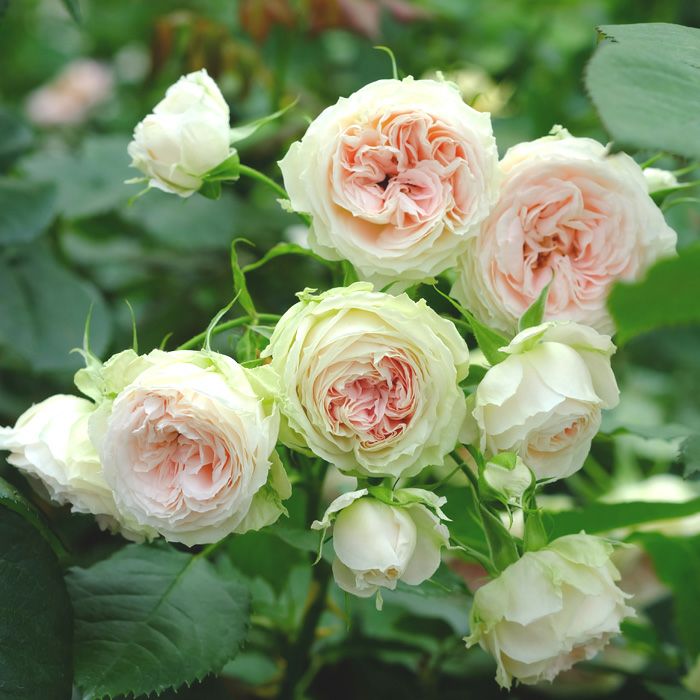 緑色をおびた白色、中心は淡いピンクをしたパシュミナというバラの画像