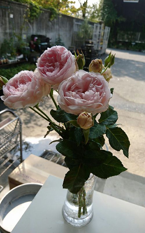 やさしげな薄いピンク色をした鏡花(きょうか)というバラの画像