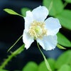 白の一重のバラ「白タカネバラ」の画像