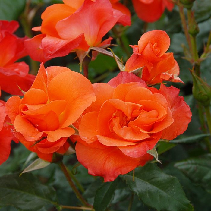 美しい朱色をしたプリンセスミチコというバラの画像