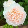 中央がほんのりピンク色をした白薔薇アッサンブラージュ