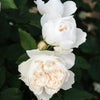 中央がほんのりピンク色をした白薔薇アッサンブラージュ