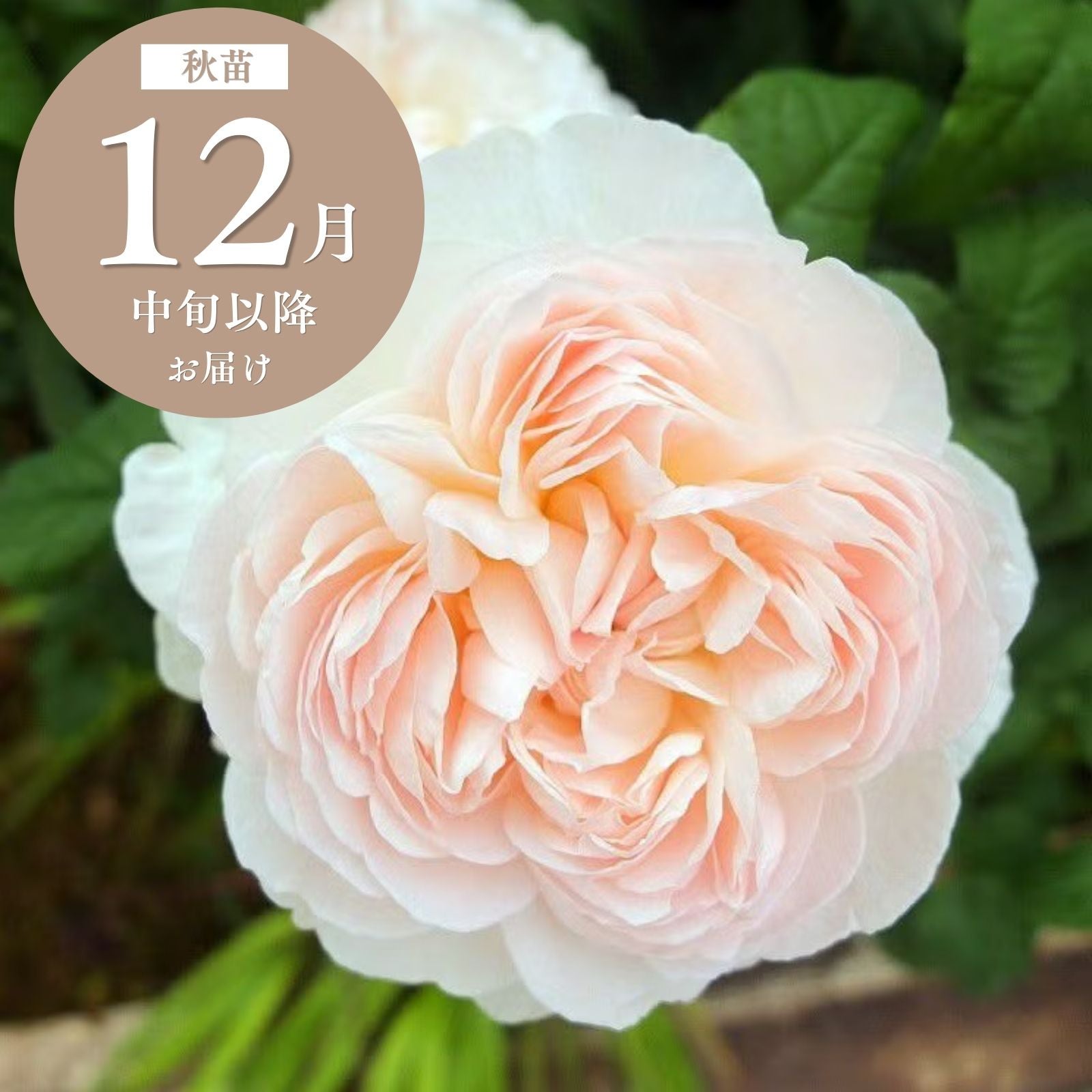 木立・大型のバラ120～180cm ｜バラと庭あそび京阪園芸公式ショップ 通販