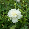 純白の花色をしたジョンF（エフ）ケネディというバラの画像