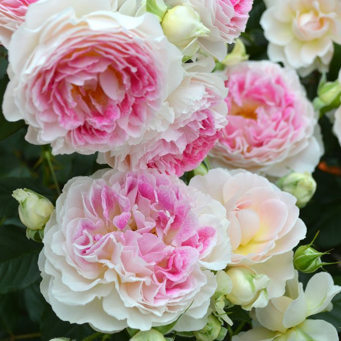 白地にローズピンク色をしたホリデーアイランドピオニーというバラの画像