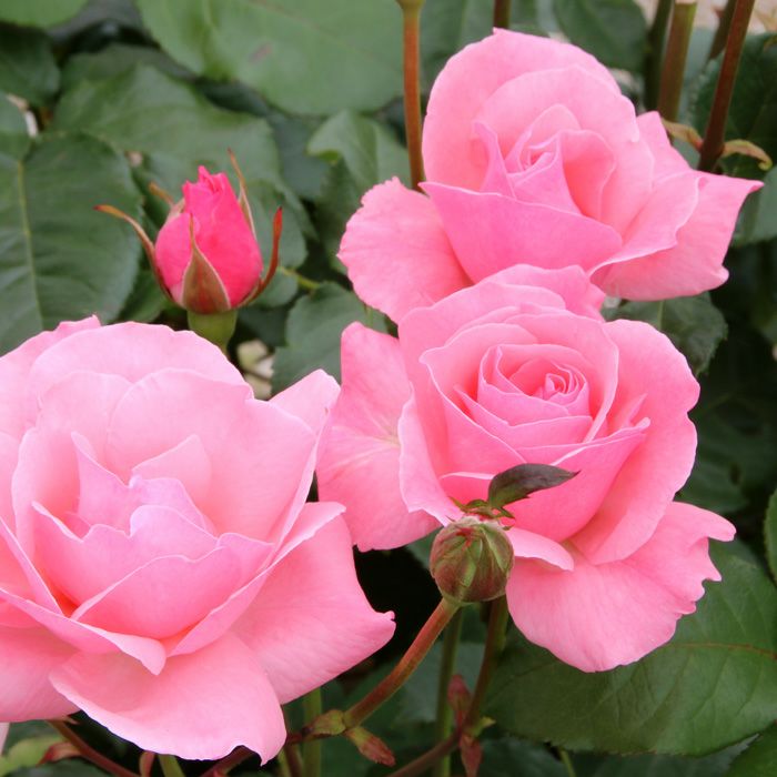 明るいピンク色をしたクイーンエリザベスというバラの画像