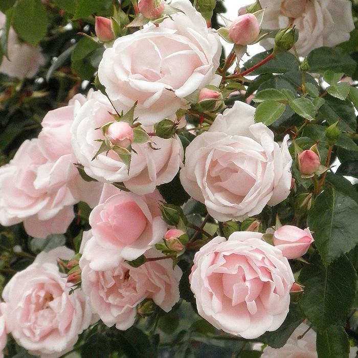 000000003168-01.jpg?size=l&w=
