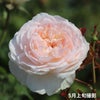 中央がほんのりピンク色をした白薔薇アッサンブラージュの画像