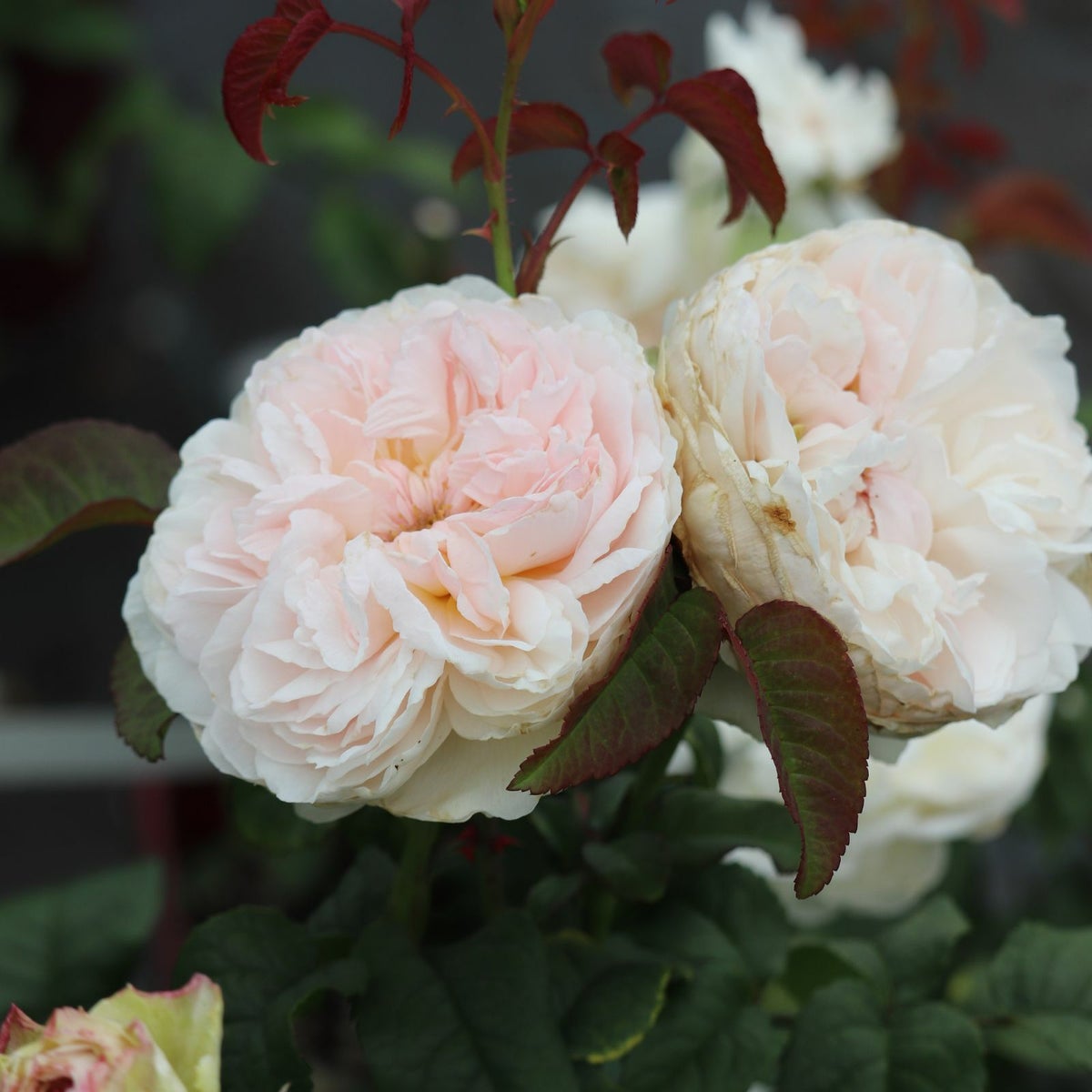 中央がほんのりピンク色をした白薔薇アッサンブラージュの画像