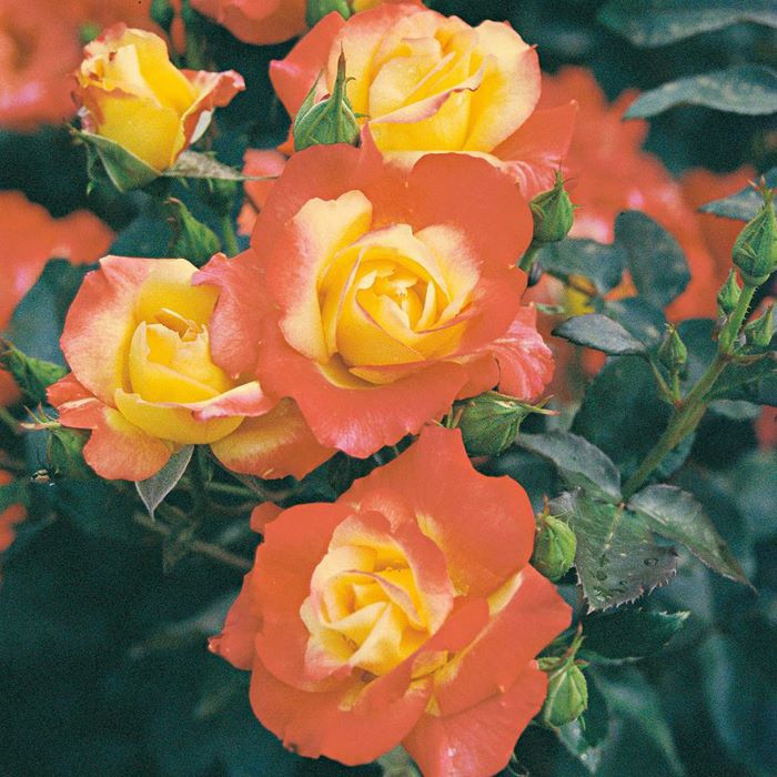 黄色に赤い覆輪がかかる色をしたチャールストンというバラの画像