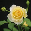 バラ 春苗 ゴールドバニー 新苗 黄色系 四季咲 (FL) 中輪 バラ苗 薔薇 (202308-2)