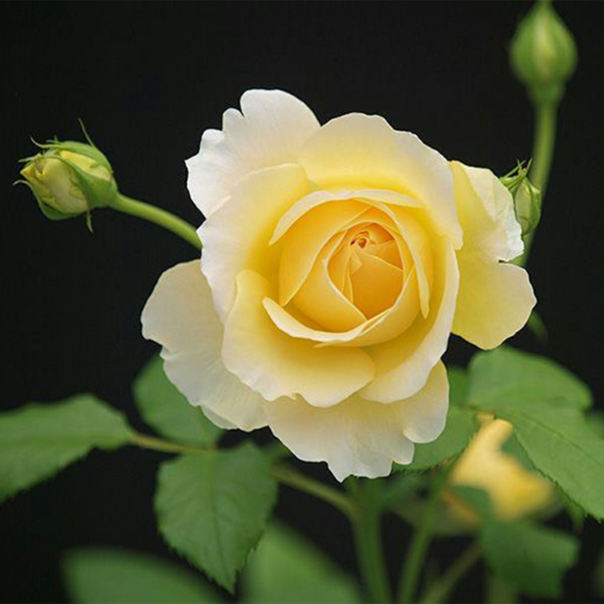 バラ 春苗 ゴールドバニー 新苗 黄色系 四季咲 (FL) 中輪 バラ苗 薔薇 (202308-2)