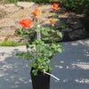 オレンジ色をしたブラスバンドというバラの鉢植え