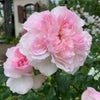 紅色の蹴込み斑が美しいオフホワイト色のソワイユというバラの画像