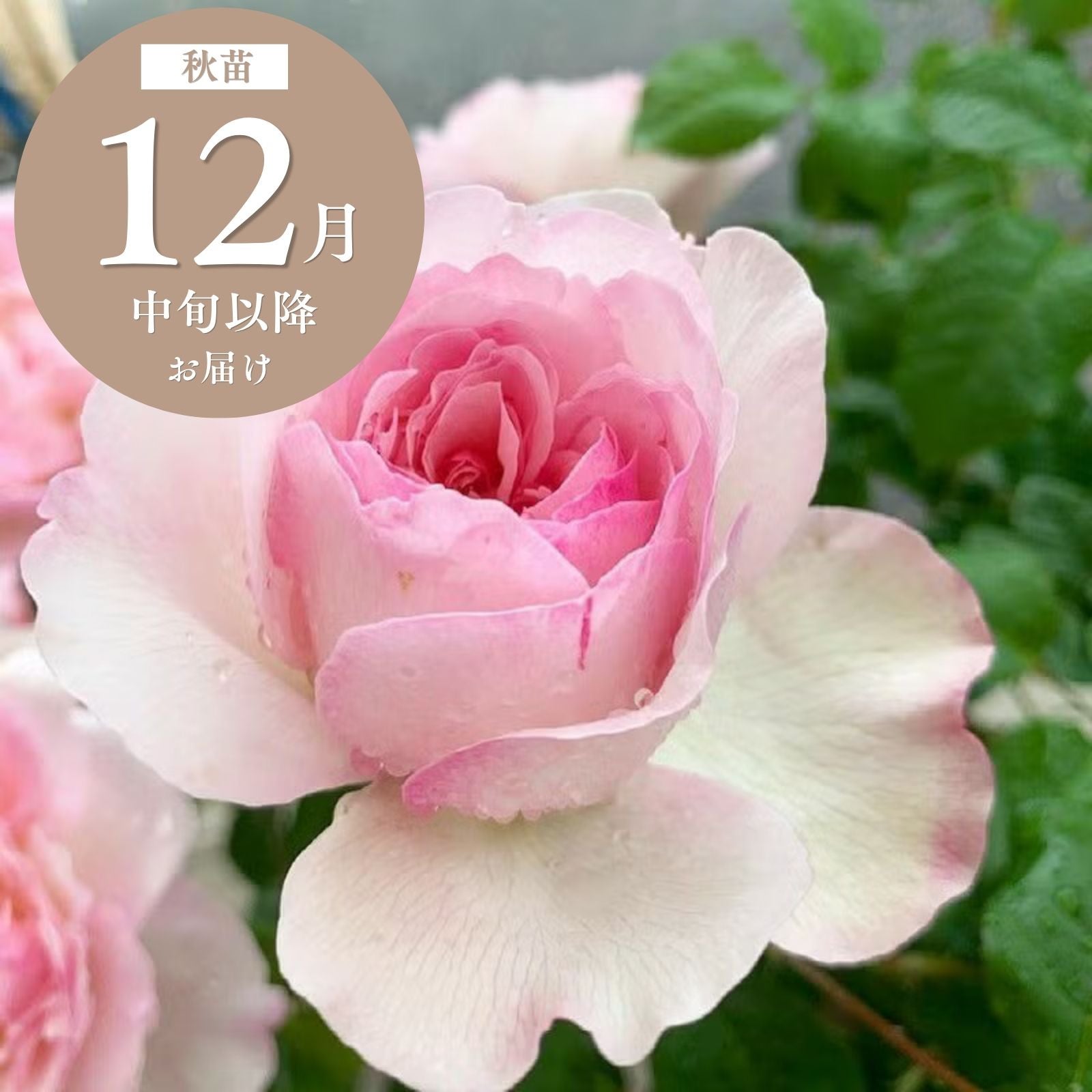 花もちが良いバラ ｜バラと庭あそび京阪園芸公式ショップ 通販