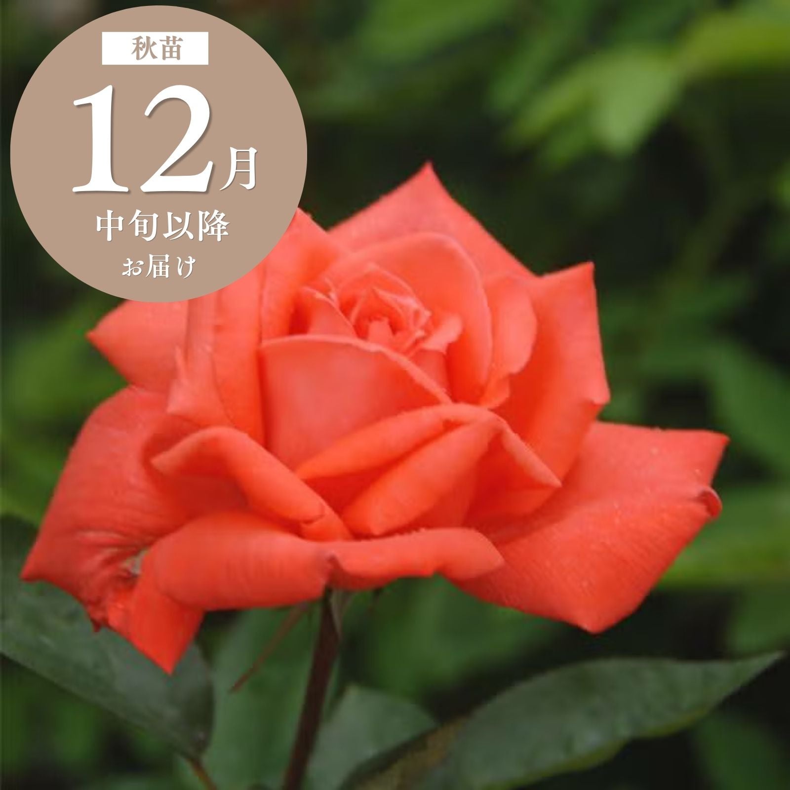 木立・大型のバラ120～180cm ｜バラと庭あそび京阪園芸公式ショップ 通販