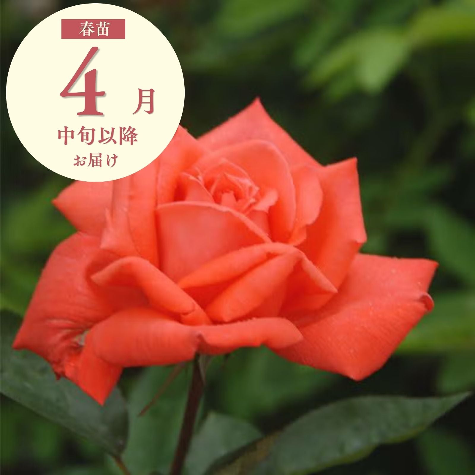 春苗（新苗） バラ苗通販｜バラと庭あそび京阪園芸公式ショップ