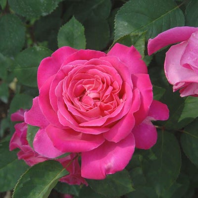 鮮やかなローズピンクをしたピンクピースというバラの画像