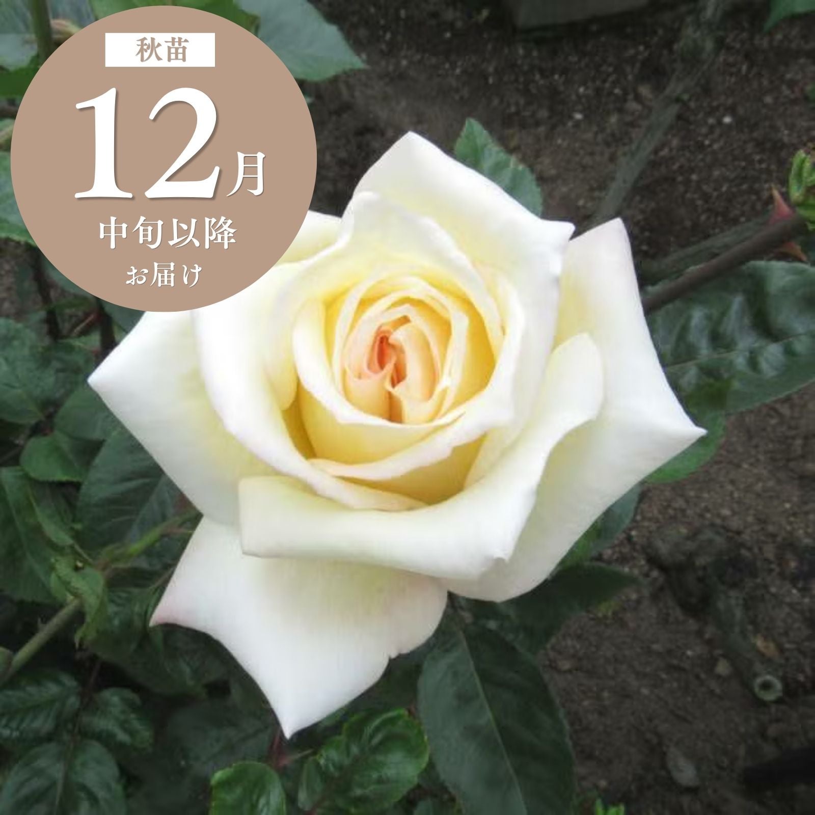 はくや白夜]秋苗|バラと庭あそび京阪園芸公式オンラインショップ