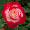 白地に赤の華やかな色をしたジュビレデュプリンスドゥモナコというバラの画像
