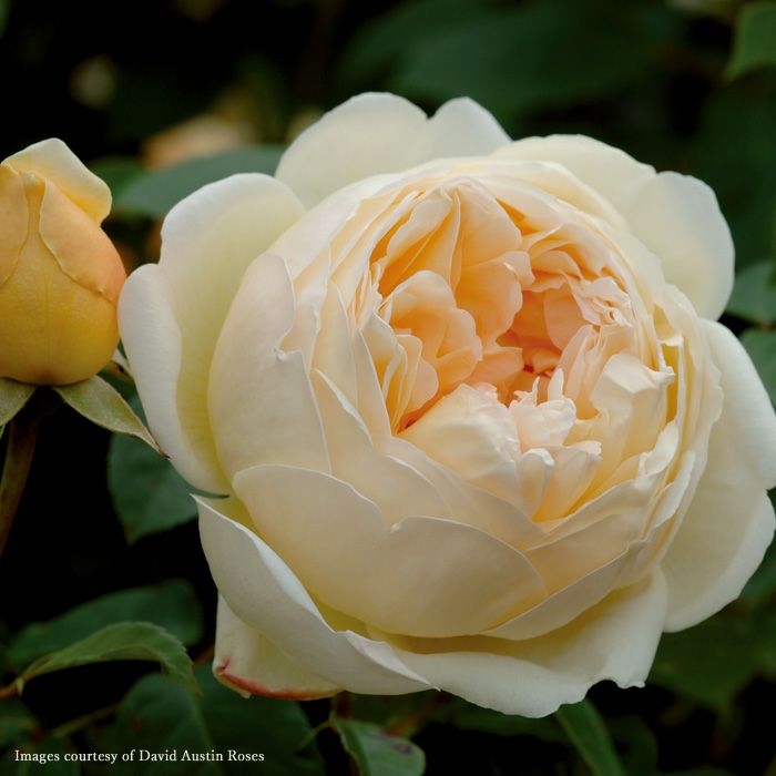 ソフトイエロー色をしたジュードジオブスキュアというバラの画像