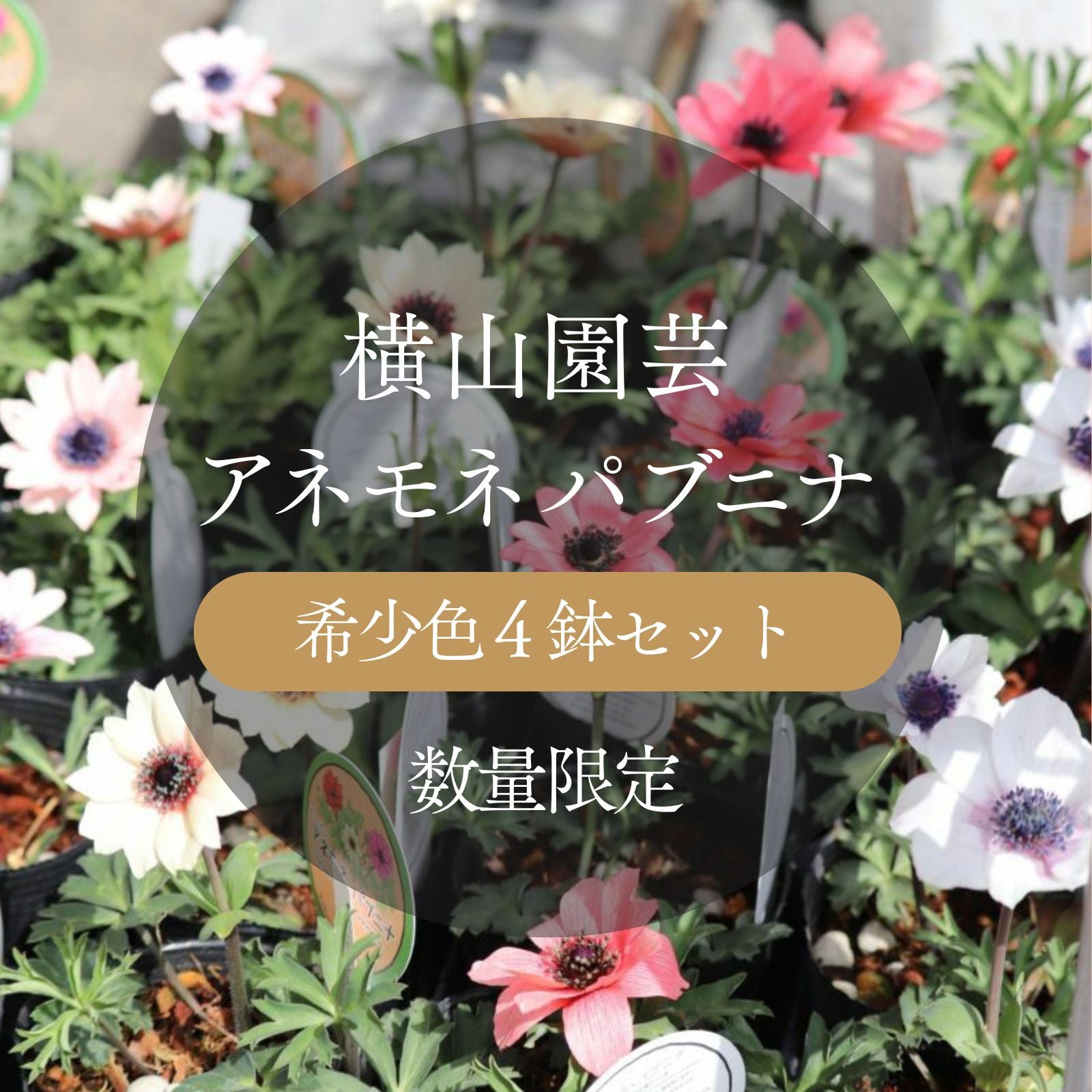横山園芸アネモネパブニナ 希少色4株セット おまかせ花付き苗 | バラと