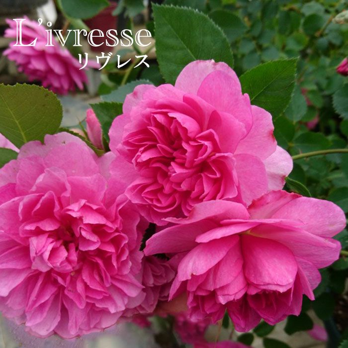 濃いピンク色をしたリヴレスというバラの画像