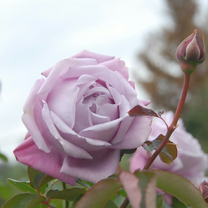 CR 牡丹と薔薇　セルのみ シャルルドゥゴール]秋苗｜バラと庭あそび京阪園芸公式ショップ