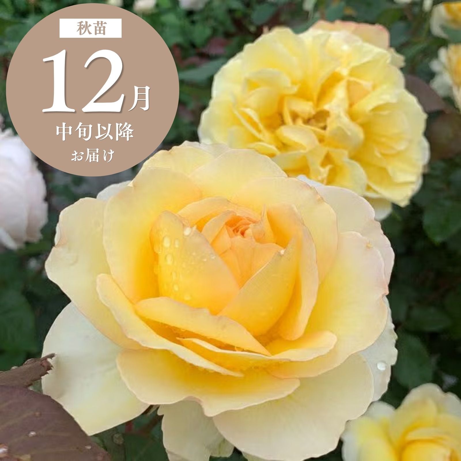れもん]秋苗｜バラと庭あそび京阪園芸公式ショップ