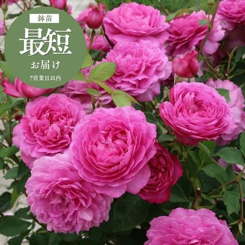 強香のバラ ｜バラと庭あそび京阪園芸公式ショップ 通販