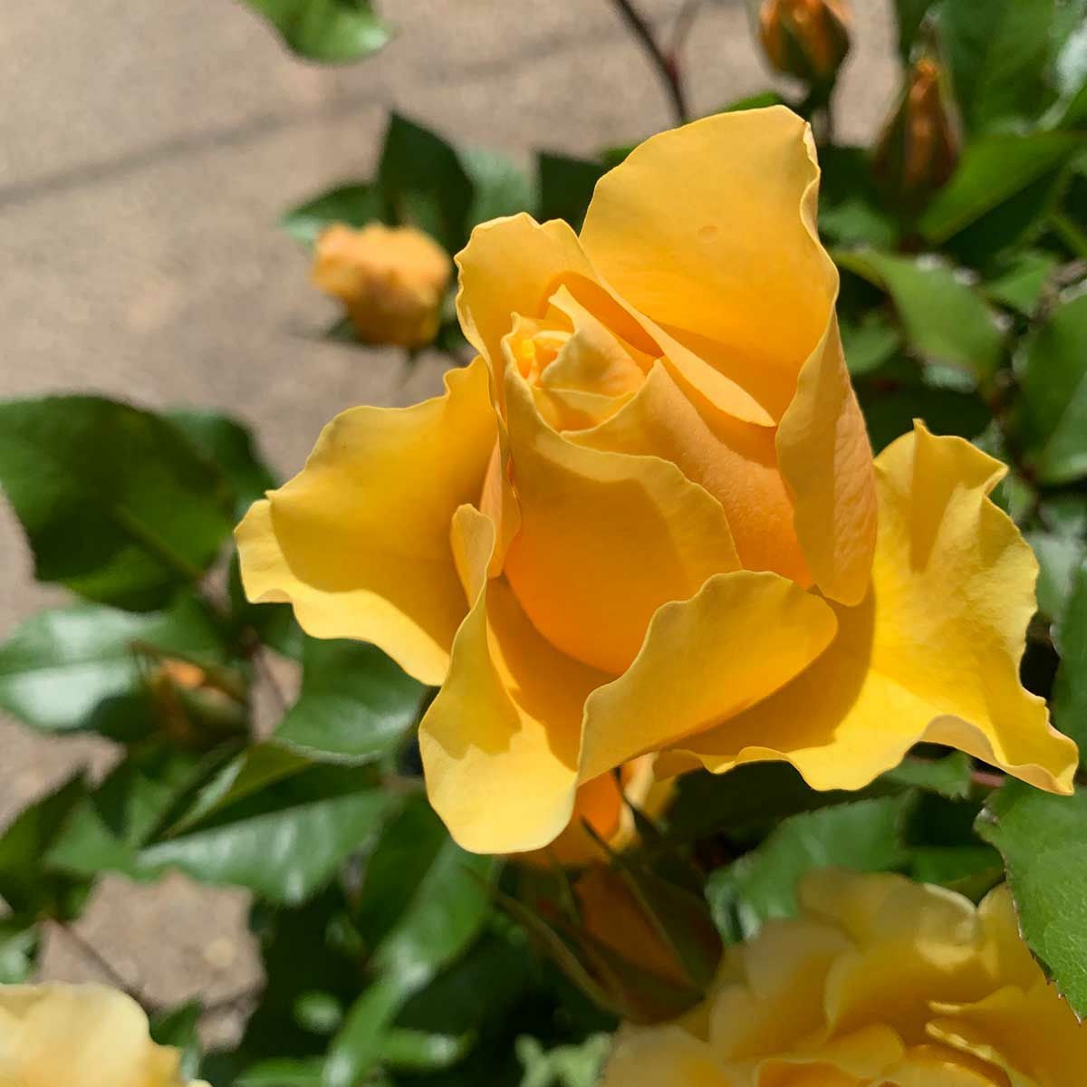 光や炎を感じる濃黄色をしたカチューシャというバラの画像