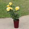 光や炎を感じる濃黄色をしたカチューシャというバラの鉢植え