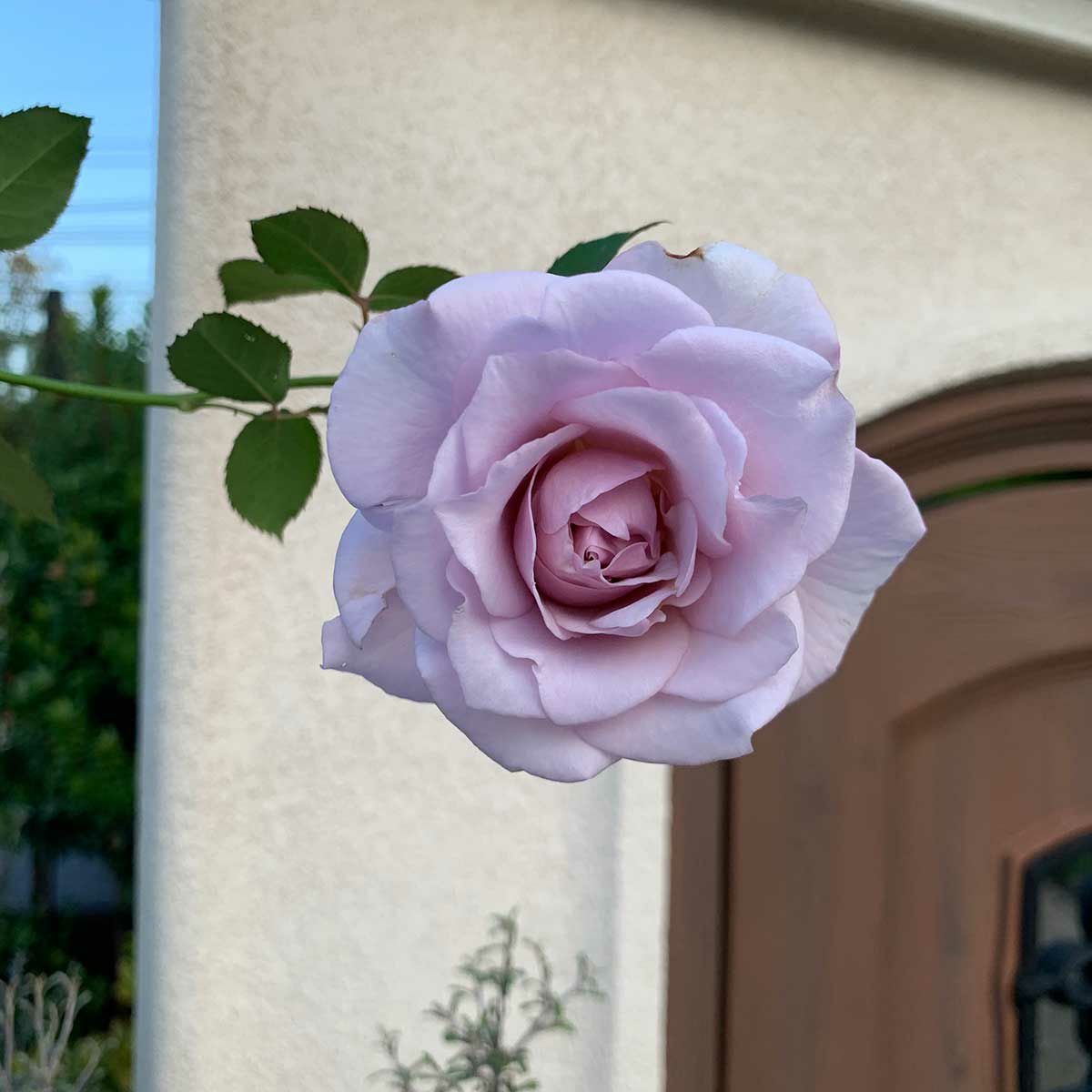 ライラックピンク色をしたシルフィシルフィというバラの画像