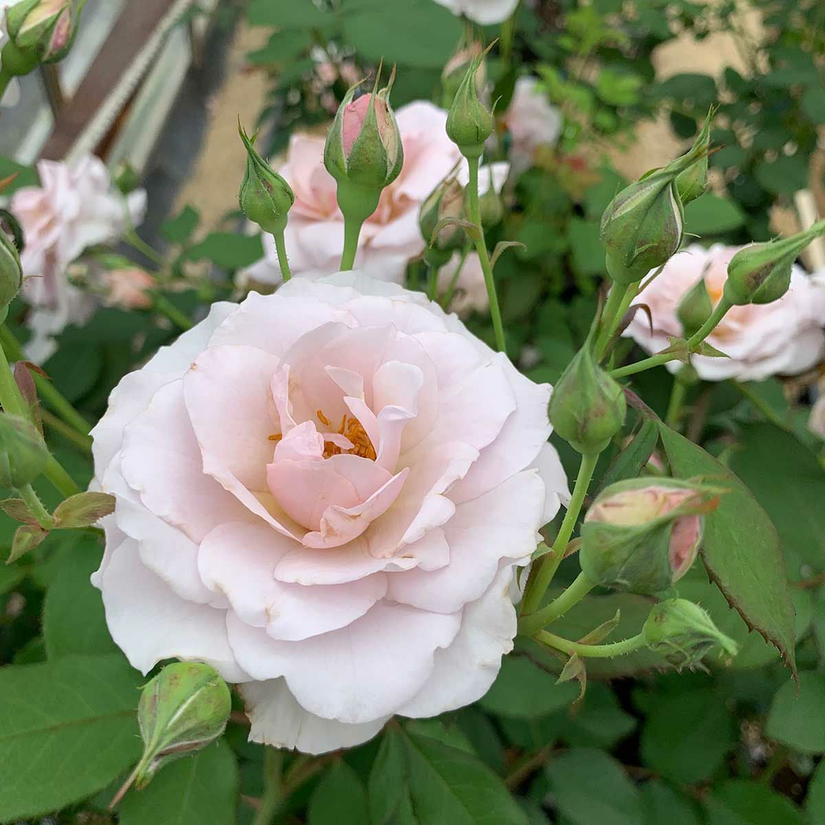 ライラックピンク色をしたシルフィシルフィというバラの画像