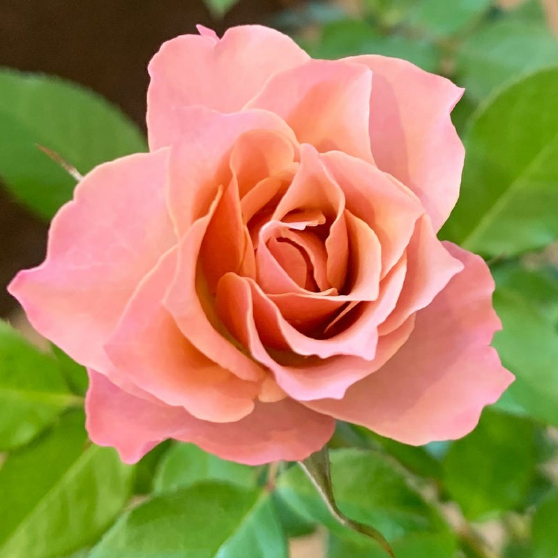 ライラックピンク色をした 銘仙(めいせん)というバラの画像