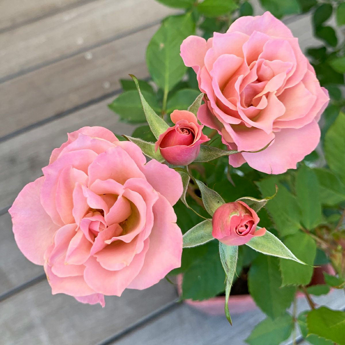 ライラックピンク色をした 銘仙(めいせん)というバラの画像