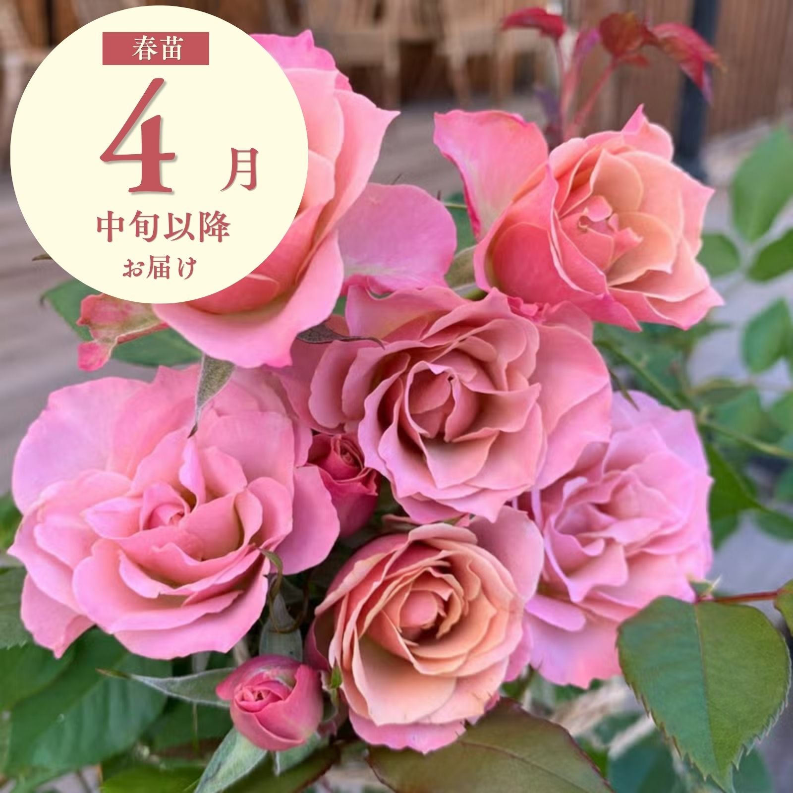 銘仙(めいせん)]春苗｜バラと庭あそび京阪園芸公式ショップ