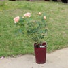淡いアプリコット色をしたたまくしげというバラの鉢植え