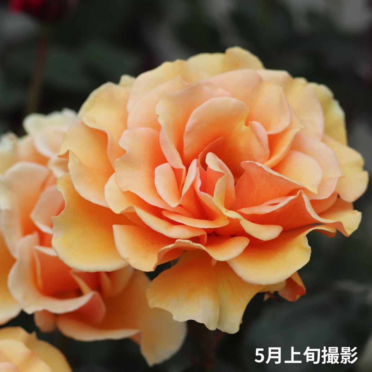 黄色オレンジ系のますかがみというバラの写真